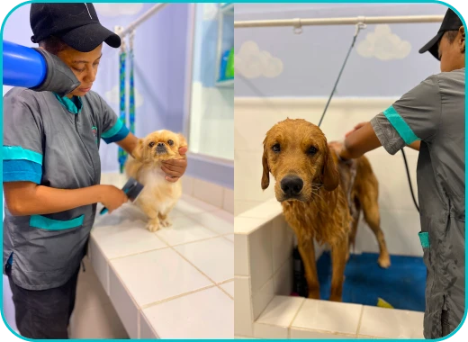 Banho PróVida Pet Shop Banho e Tosa em Maringá - PR