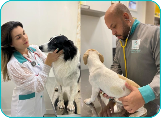 Médicos Veterinários PróVida Clínica Veterinária 24h em Maringá - PR